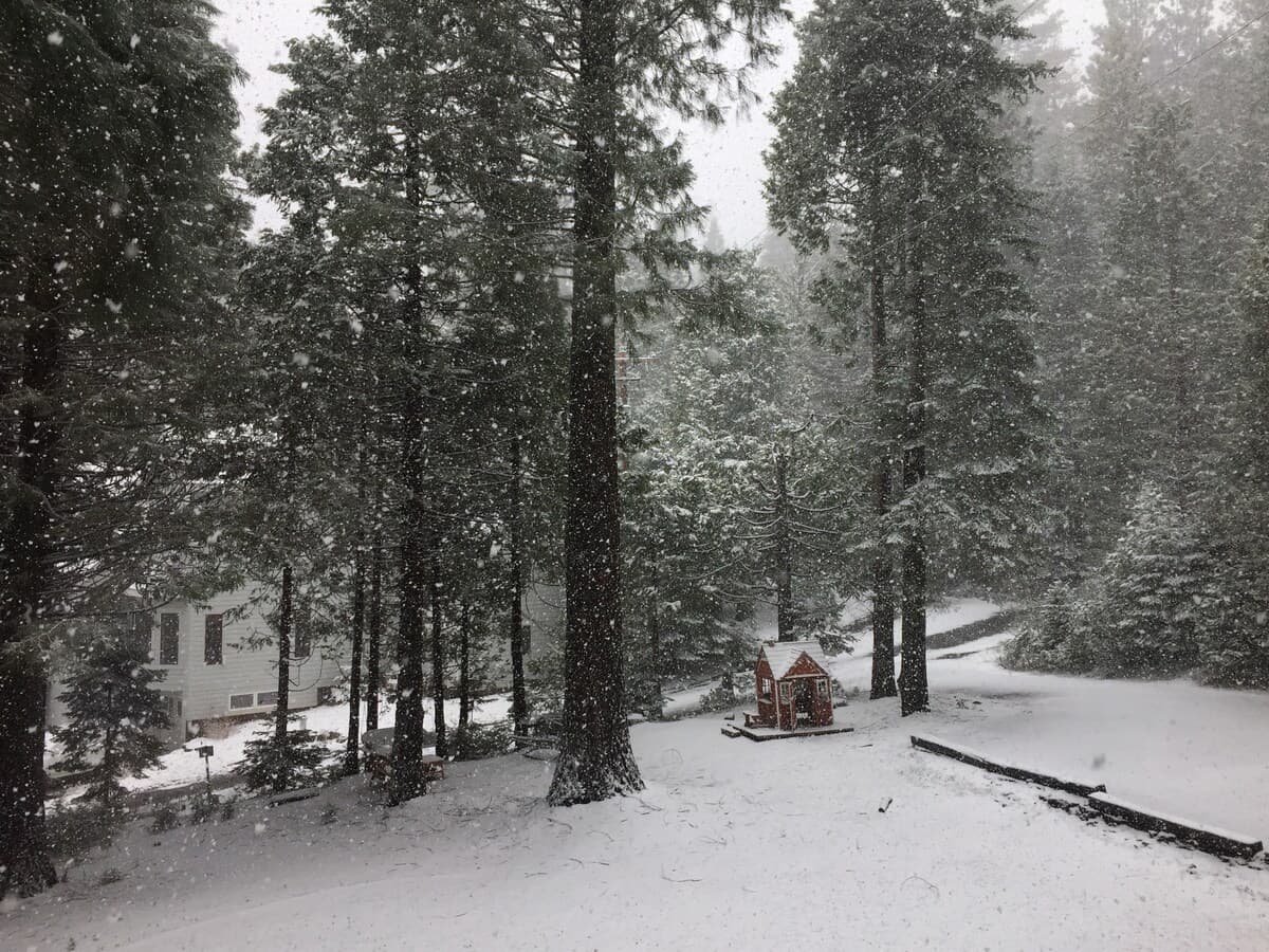 Snow-covered yard and playhouse among tall trees