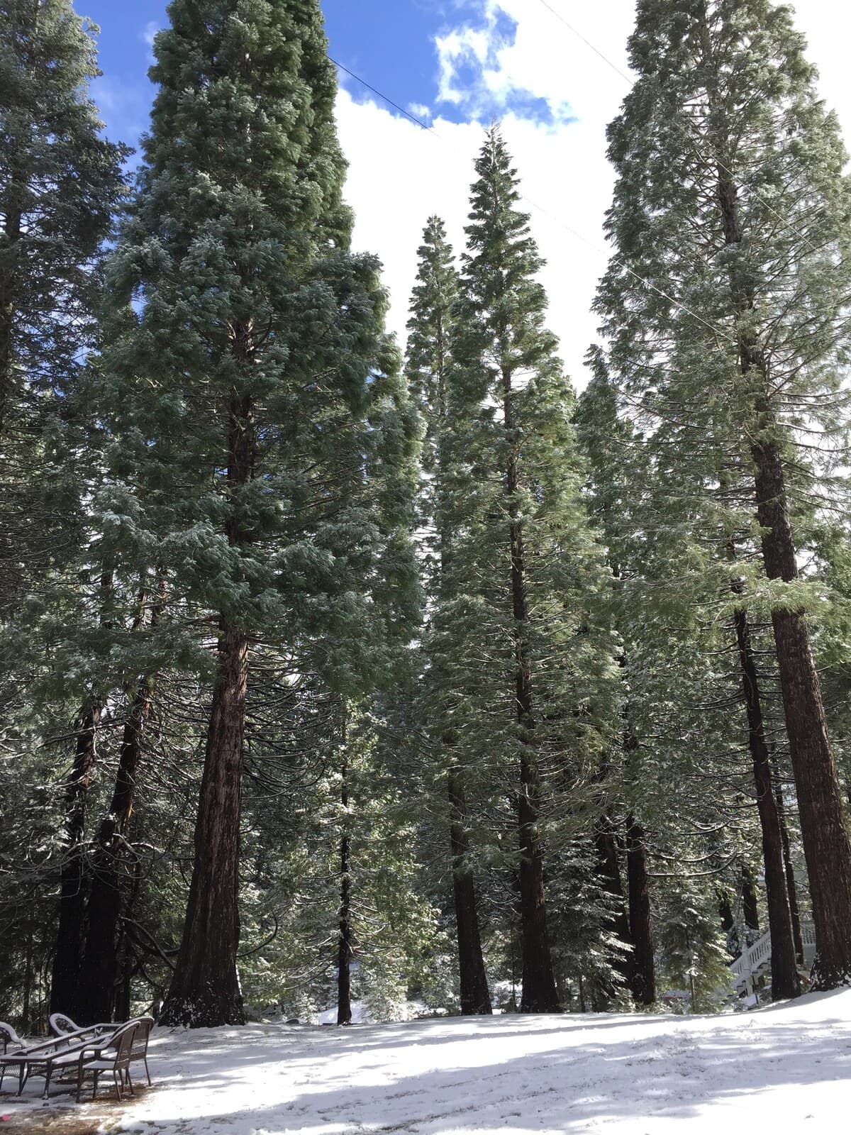 Tall trees around the property with snow on the ground